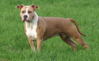 Le origini dell’American Staffordshire Terrier