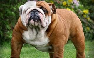 Etimologia della parola Bulldog