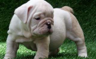 Quanto pesa un Bulldog inglese?