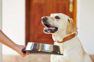 Alimentazione del labrador 