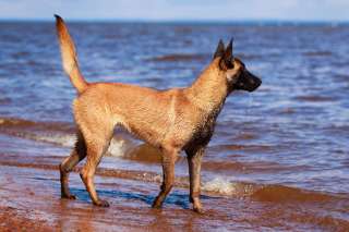 Malinois: Cane da Pastore Belga