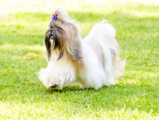 Rimedi naturali per la cura del pelo del cane