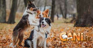 Come far socializzare il cane per non farlo attaccare altri cani o persone in maniera inaspettata