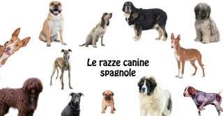 [Cani] Razze Spagnole