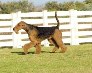 Focus sull'Airedale: uno dei cani più coraggiosi