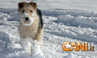 Come proteggere le zampe del cane da neve e gelo