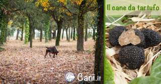 Cane da tartufo