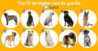 Top 10 dei migliori cani da guardia