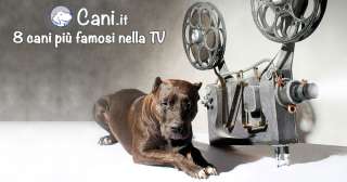 8 cani più famosi nella televisione