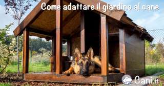 Come adattare il giardino al cane