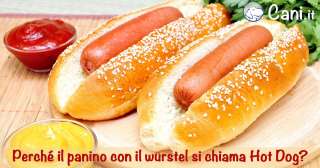 Perché il panino con il würstel si chiama Hot Dog?