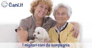 I migliori cani da compagnia