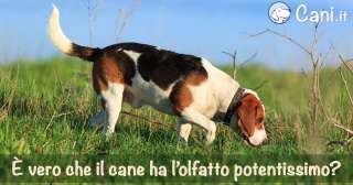 È vero che il cane ha l’olfatto potentissimo?