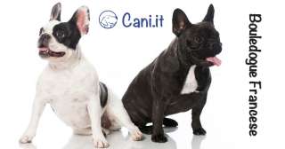 Bouledogue Francese Bringee e Bouledogue Francese Caille