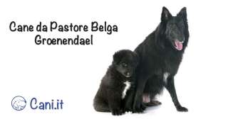 Groenendael: Cane da Pastore Belga