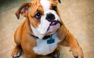 Caratteristiche del Bulldog inglese