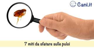 7 miti da sfatare sulle pulci