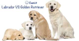 Razze a confronto: Labrador e Golden Retriever