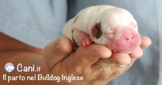 Il parto nel Bulldog Inglese