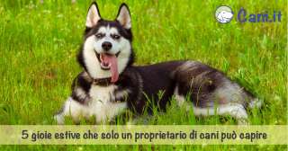 5 gioie estive che solo un proprietario di cani può capire