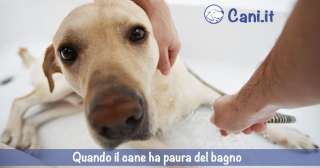 Quando il cane ha paura del bagno