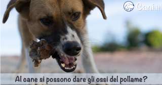 Al cane si possono dare tranquillamente le ossa del pollame?