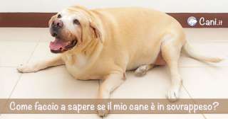 Come faccio a sapere se il mio cane è in sovrappeso?