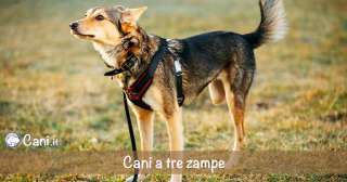 Cani a tre zampe