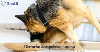 Disturbo compulsivo canino