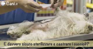 È davvero sicuro sterilizzare e castrare i cuccioli?