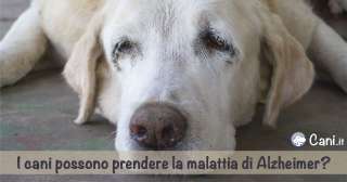 I cani possono prendere la malattia di Alzheimer?