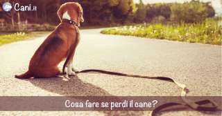 Cosa fare se perdi il cane