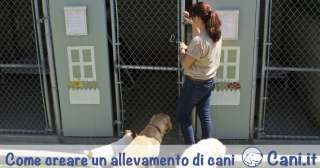 Come creare un allevamento di cani