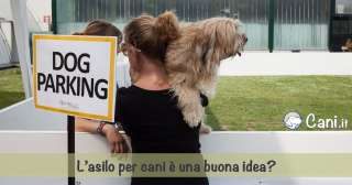 L’asilo per cani è una buona idea?