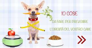 10 cose da fare per prevenire l'obesità del vostro cane