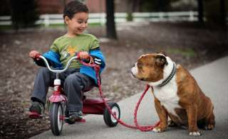 Il grande amore del cane per i bambini