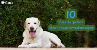 10 cose che i padroni di cani anziani dovrebbero sapere