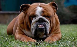 Come combattere l'acne (Bulldog)