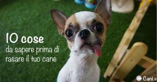 10 cose da sapere prima di rasare il tuo cane