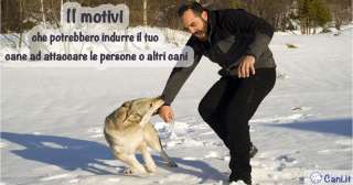 11 motivi che potrebbero indurre il tuo cane ad attaccare