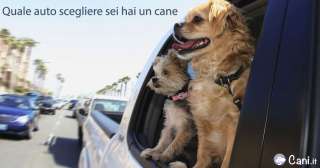 Quale auto scegliere sei hai un cane - top 10