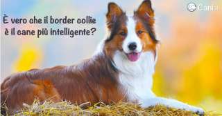 È vero che il border collie è il cane più intelligente?