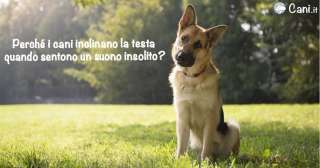 Perché i cani inclinano la testa quando sentono un suono insolito?