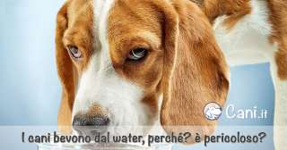 Perché i cani bevono dal water? è pericoloso?