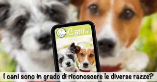 I cani sono in grado di riconoscere le diverse razze?