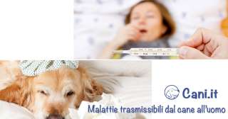 Malattie trasmissibili dal cane all’uomo