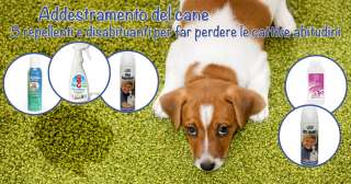 Addestramento del cane: 5 repellenti e disabituanti per far perdere le cattive abitudini