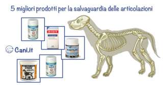 5 migliori prodotti per la salvaguardia delle articolazioni del cane