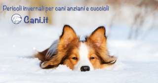 Pericoli invernali per cani anziani e cuccioli