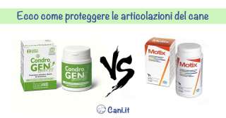 Condrogen vs Motix